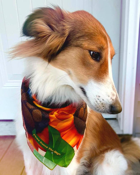 Pawz Sunflower Bouquet Bandana - Pawz