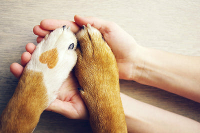 Is Rehoming Your Dog Okay?