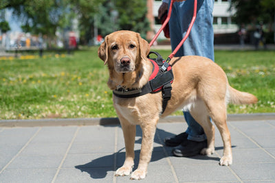 Types of Working Dogs and Service Dogs