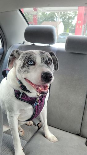 review-Danielle
