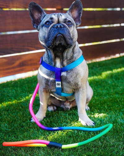 Pawz Rainbow Dog Harness & Matching Rope Leash - Pawz