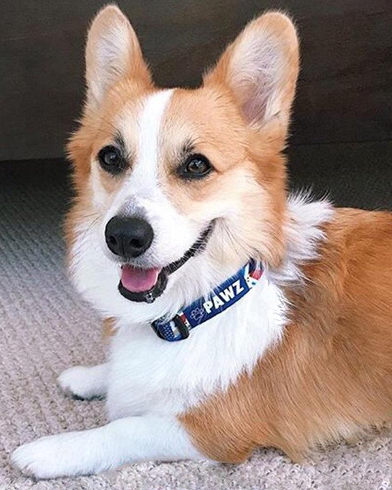 Pawz Retro Dog Collar - Pawz