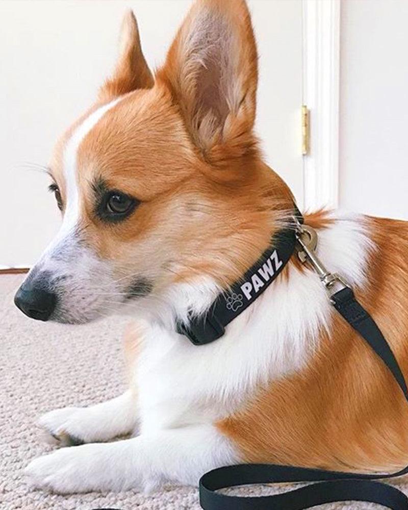 Pawz Black Dog Collar - Pawz